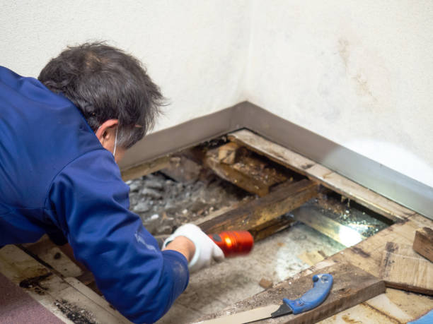 Best Mold Remediation  in Kerhonkson, NY