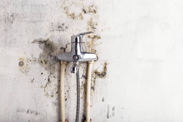 Office Mold Removal Services in Kerhonkson, NY