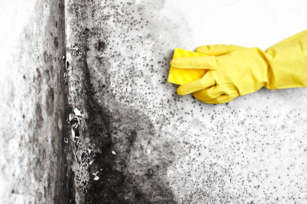 Best Office Mold Removal Services  in Kerhonkson, NY