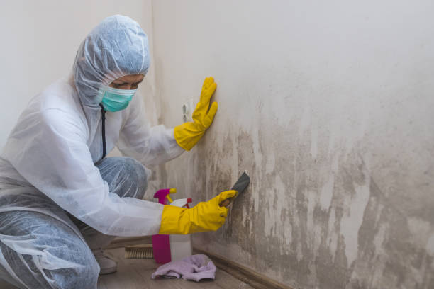 Best Mold Remediation  in Kerhonkson, NY