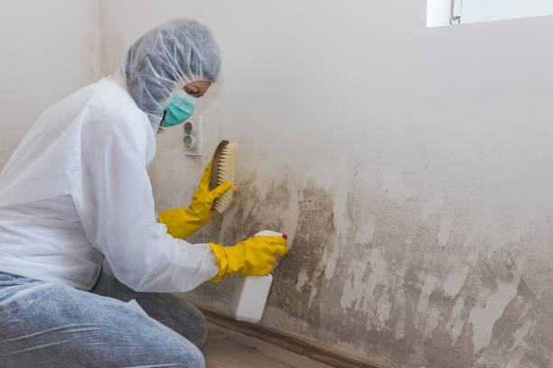 Best Certified Mold Removal  in Kerhonkson, NY