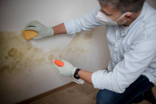 Best Mold Removal Process  in Kerhonkson, NY