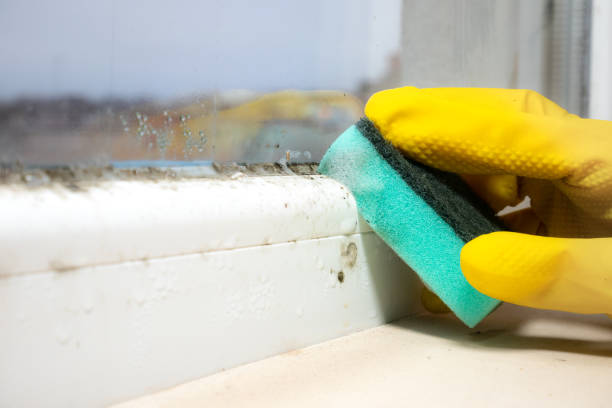 Mold Removal Process in Kerhonkson, NY