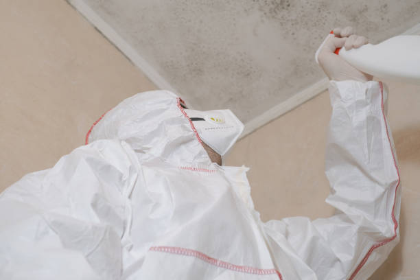 Best Black Mold Removal  in Kerhonkson, NY