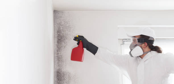 Best Same-Day Mold Removal  in Kerhonkson, NY