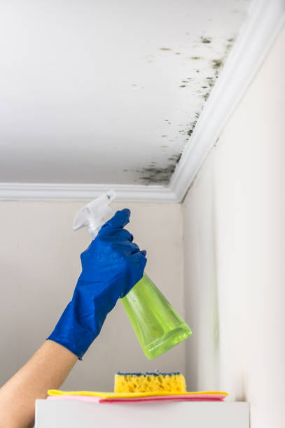 Best Residential Mold Removal  in Kerhonkson, NY