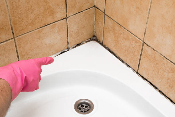 Reliable Kerhonkson, NY Mold Removal Solutions